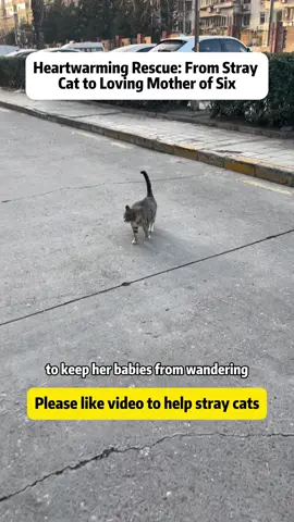 Heartwarming Rescue: From Stray Cat to Loving Mother of Six This is the touching story of Can Can, a pregnant stray cat I met in a neighborhood bike shed. When I called out to her, she responded with the sweetest meow. Seeing her big belly, I immediately gave her some canned food. From that moment, everything changed. She followed me home, step by step, even though she was scared. But when I returned with a carrier, she was gone. For a week, I searched everywhere, carrying canned food in my bag. Finally, one night, I found her scavenging in the trash. That night, she came home with me. I named her Can Can because of her love for canned food. She stayed in my home for two weeks but still didn't give birth. The vet said everything was fine. Later, I learned that cats delay labor when they feel unsafe. So I stayed with her all night - and the next morning, she gave birth to six kittens! Can Can proved to be an incredible mother, always feeding her babies before herself. I couldn't separate them, so I kept all six kittens. We moved to a big house with a yard, and despite struggles - four kittens developed FIP - I nursed them back to health. Now, they're almost one year old, healthy and happy. This journey taught me the power of love and companionship. Every stray deserves a second chance. Follow for more rescue stories and cat care tips! #straycat #catlover #catrescue #straycatrescue #catsoftiktok 