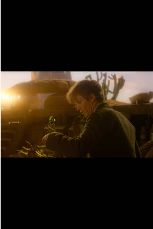 pickett sulking speaks to me on a deeper level #fantasticbeasts #newtscamander #movierecommendations