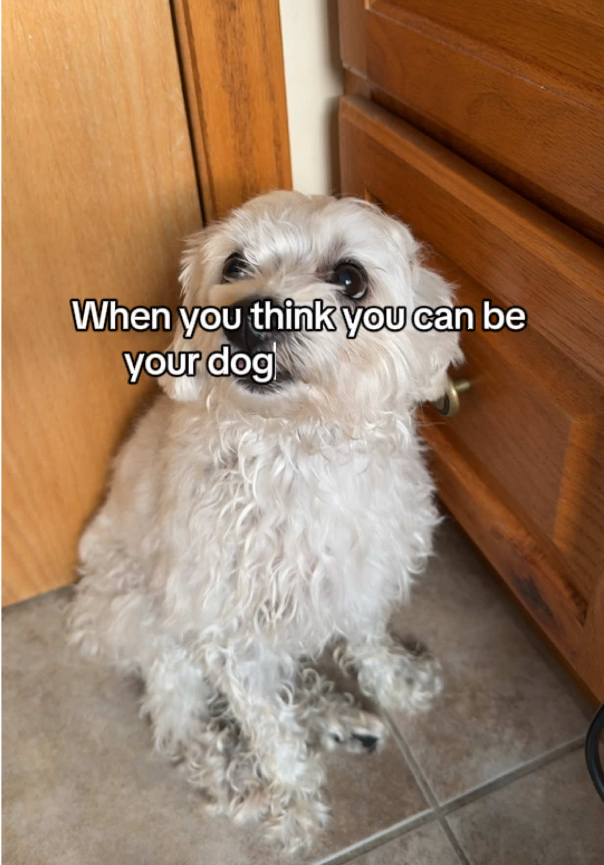 Just a little trim #doggrooming #doggroomingkit #doggroomingvacuum #doggrooming