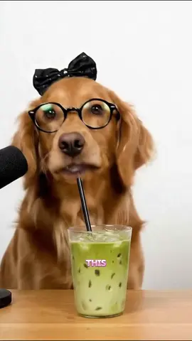 RATING DOG PICK UP LINES AGAINNN!! 😆 #dogtok #dogpodcast #doghumor #podcastclips #barkafterdark 