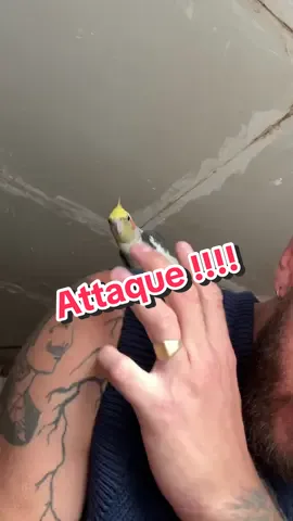 Je crois que je n’ai plus le contrôle… À l’aide !!!#calopsitte 