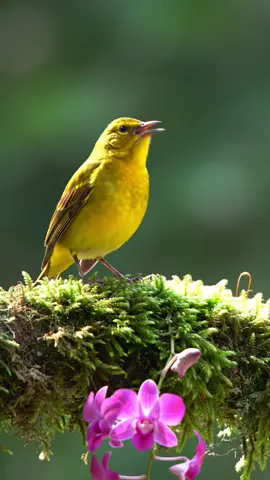 Tiếng chim hót remix, âm nhạc thư giản #birds #bird #remix #xuhuong #chimhot 