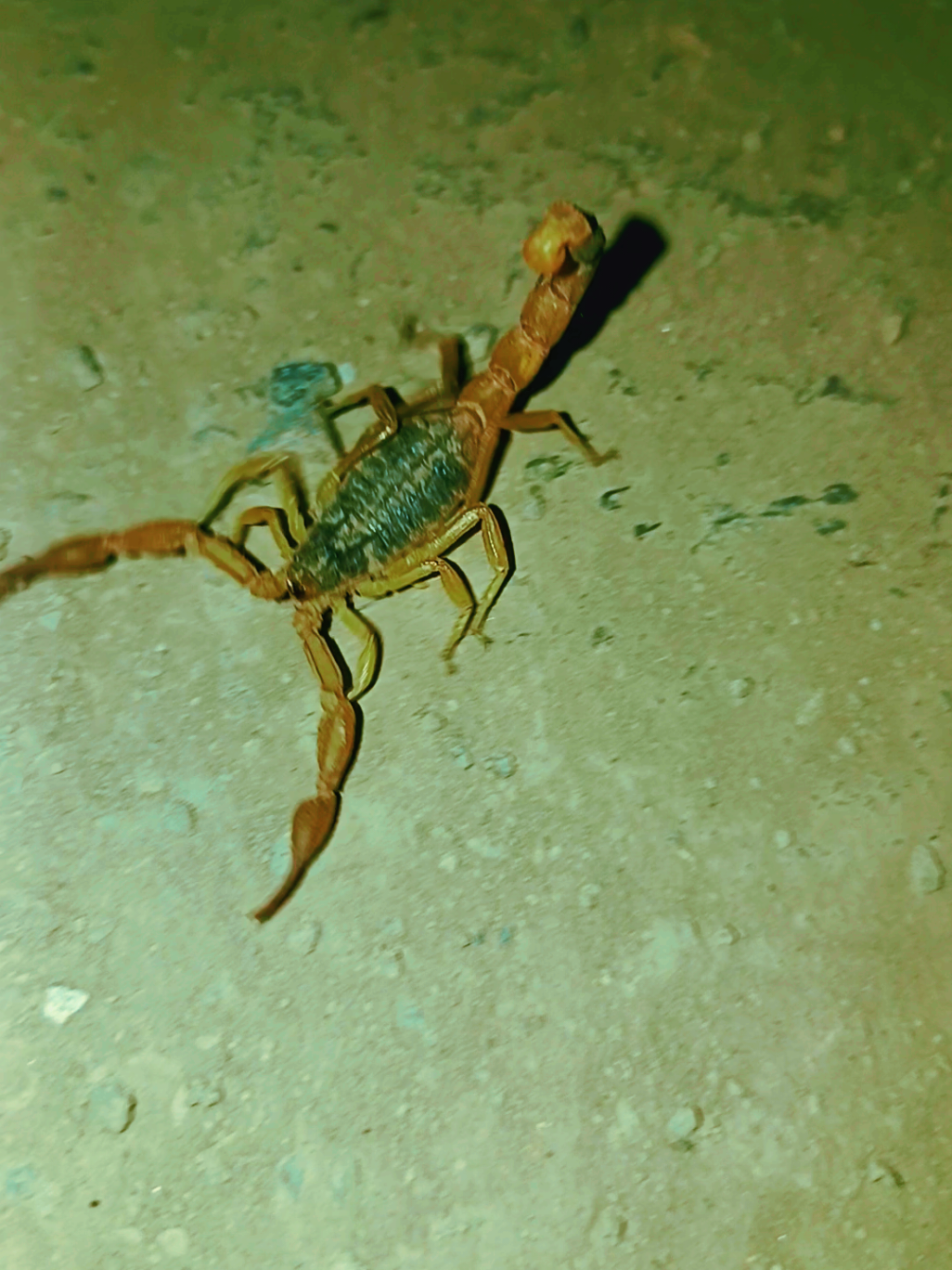 🦂🦂🦂🦂❤️❤️❤️👈👈👈