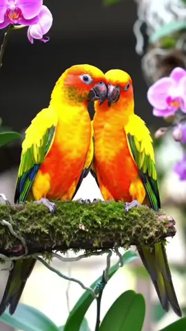 Tiếng chim hót chữa lành, vẹt remix⭐🌞🥰😍♥️. #bird #birds #xuhuong #chimhot #thiennhien 