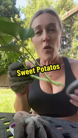 Once you get your sweet potato slips going, they will keep giving you sweet potatoes forever. #garden #gardening #sweetpotato 
