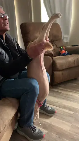Dog stretching!#doglover #foryou #funnydog #dogsoftiktok 