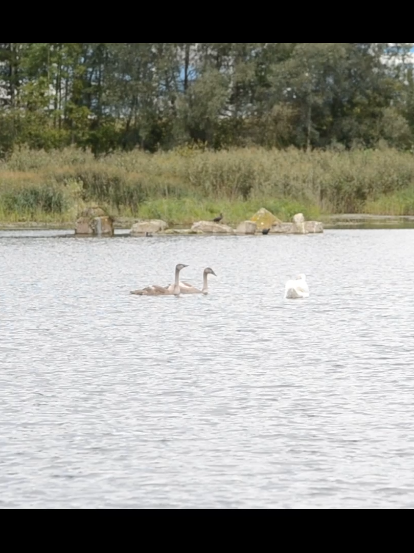 лебедиииии