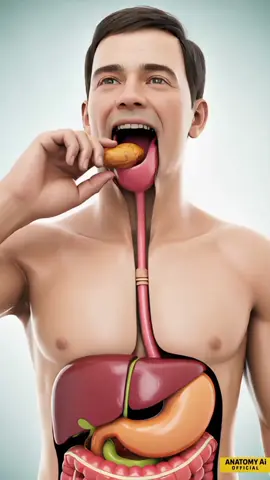 How Does Fat Form in the Body? | Fat Storage Explained Do you know how fat is formed inside the human body? This short video explains step by step how the food we eat turns into energy, and how the extra energy is stored as body fat. #FatStorage #BodyScience #AnatomyExplained #Metabolism #Health 