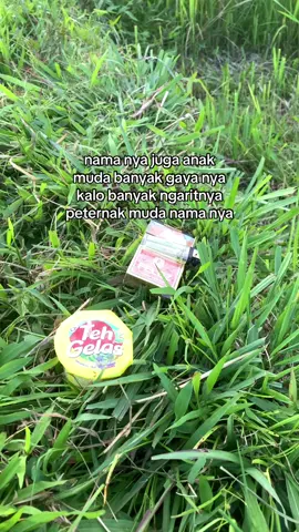 #fypシ゚ #hendri_farm #peternakmuda #tokemuda #peternakmilenial 