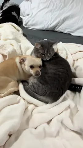 My babies 🥹 #catsoftiktiok #chihuahuastiktok 