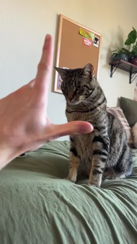 My cat is so cute!! 🥰 #catsoftiktok #catlover #cat #tabbycat #fyp 