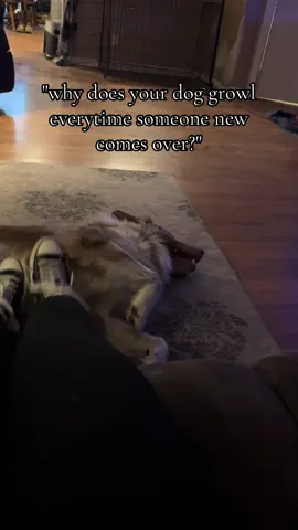 he loves people i swear, he just tries to make himself seem all mean but he is harmless for the most part #fyp #blowthisup #relatable #dogsoftikok #australianshepherd 