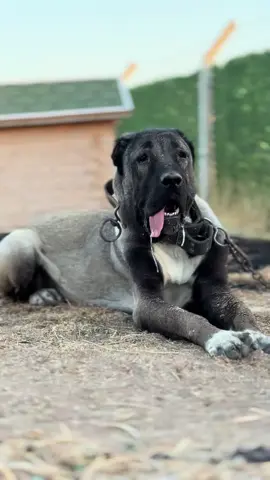 Zindan dişi tekten kızım 