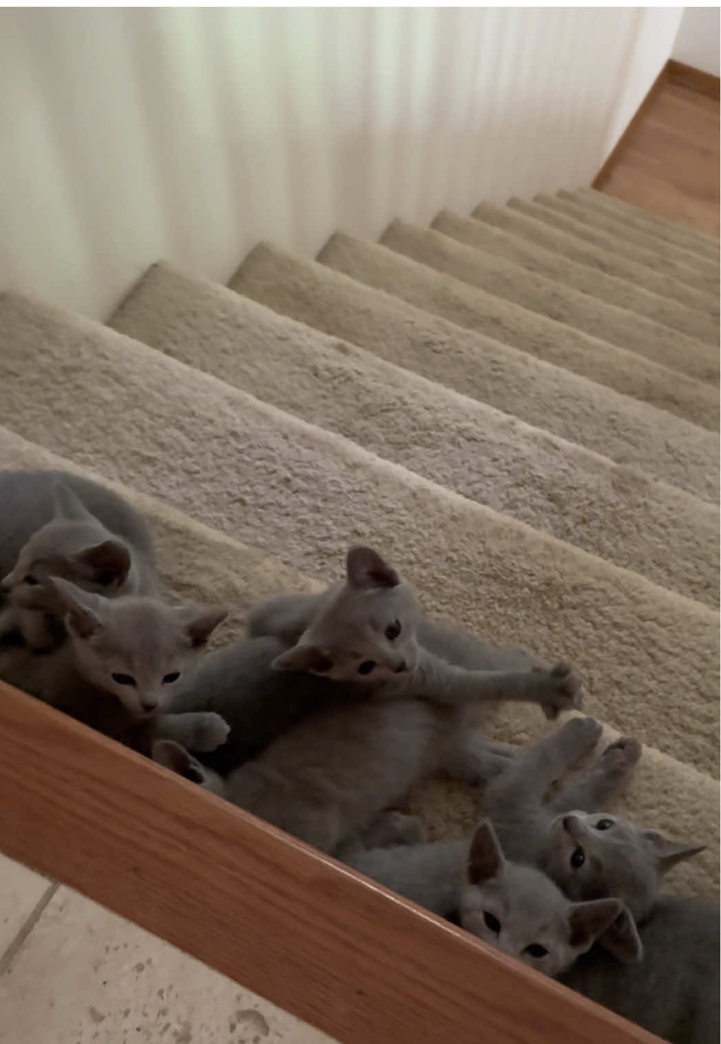 Good morning from me & my tiny choir 😻🎶 #PetsOfTikTok #kittensoftiktok #fyp #kittentok #russianblue 