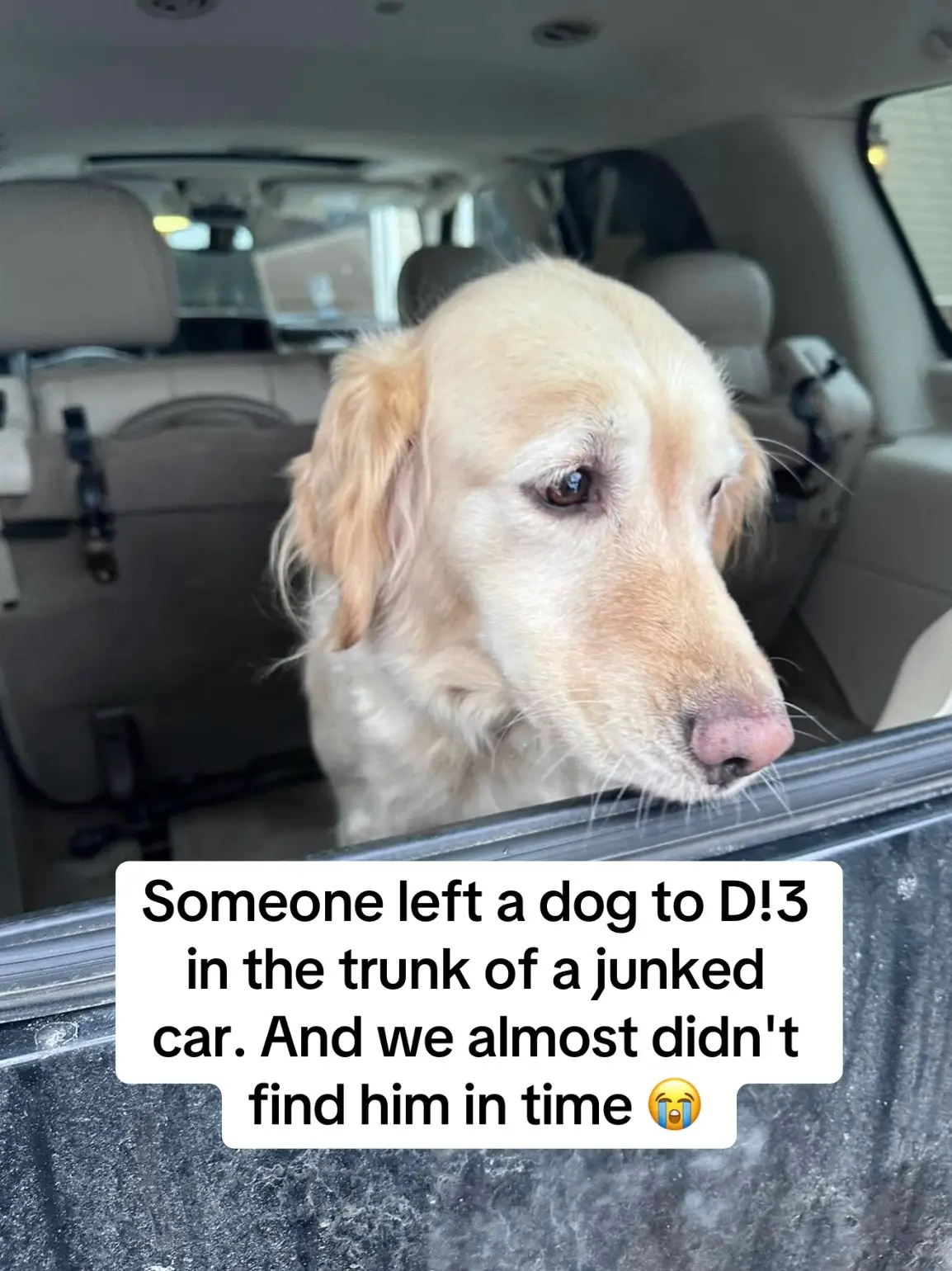 #sadstory #dogrescue #doglove #engagement 