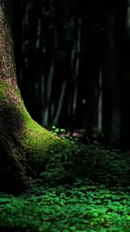 #tik_tok #foryou #vibes #nature 