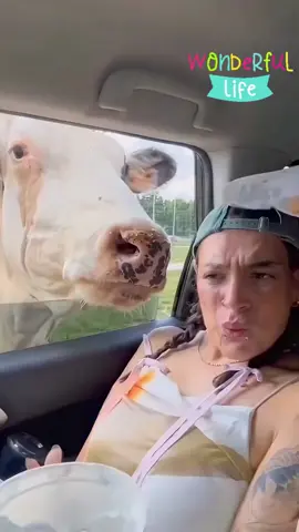 #ox #dog #funny #prank #cat 