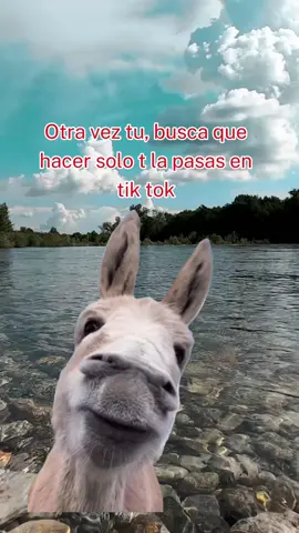 #parati #viralvideo 