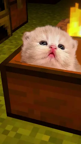 #Minecraft #cat #edit 