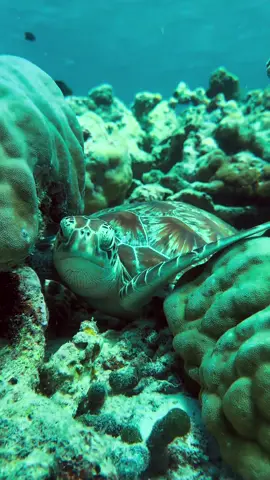 Snorkeling with the turtle🫣😳💙#underwater ##underwaterphotography##oceanlife##pyfツviral##photography##deep