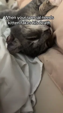 #specialneeds #kitten #cat #animal #kittensoftiktok 