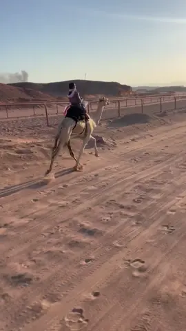 #اكسبلور؟ #هجن_الحويطات #هجن_الشمال 