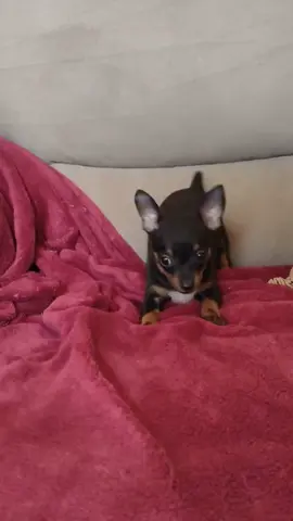 Coisinha mais fofa 💕😍 #pinscher 
