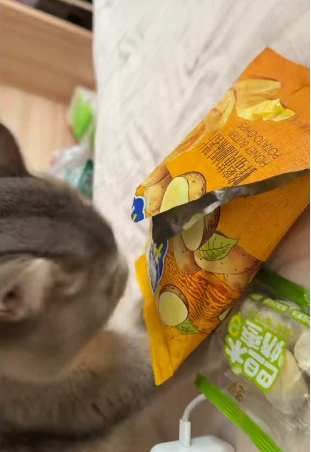Grab some snacks after work.🙂#kitten #cat 