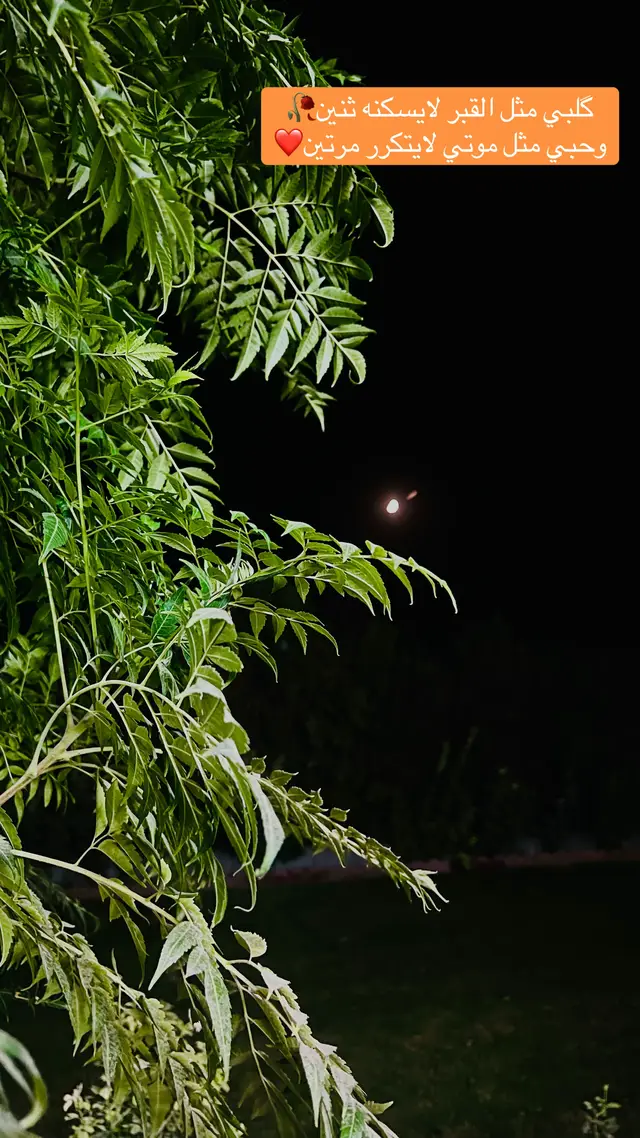 #حبيبي❤️ #العشك_مابي_كرامه_وياك_حلوة_ابابك_الذله🥀💔 #الحب❤️ #لاتعشك_كلب_معشوك_باجر_صاحبه_يريده💔 