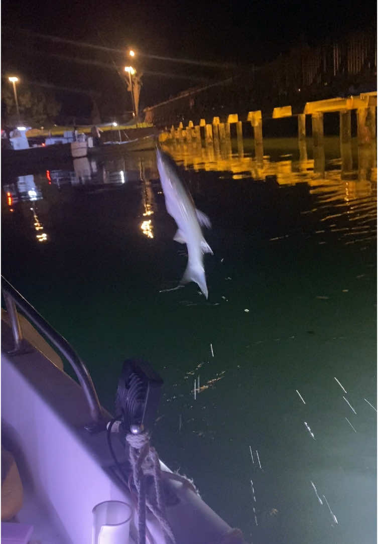 #balıkdelisi #kefal #kefalavı #keşfetdeyizzzz #keşfett #fpy #balık #antalya #serik 