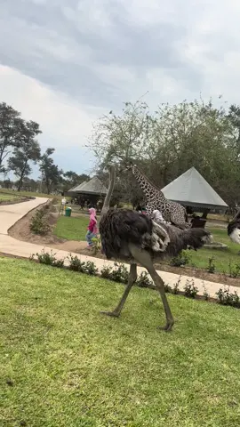 #safari #giraffe #fypage 