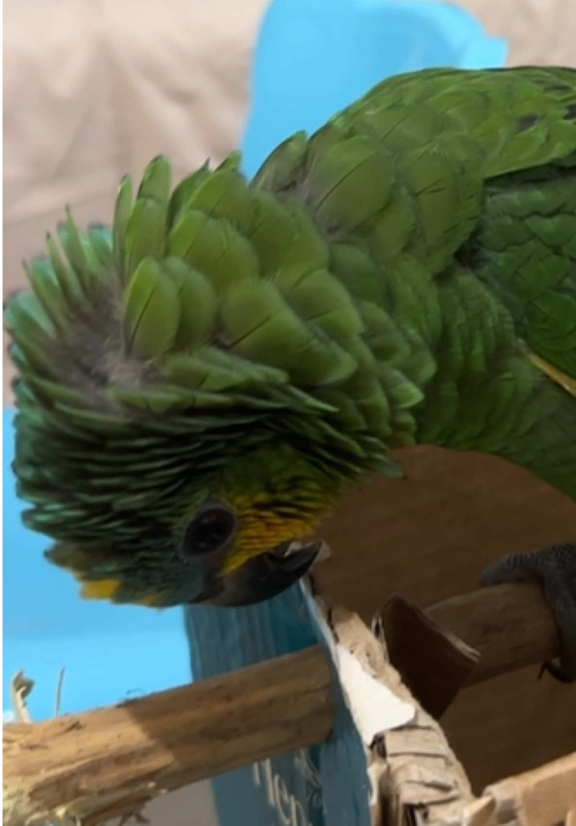 More scratches please 🦜#fyp #parrot #birb #parrotsoftiktok #cutebaby 