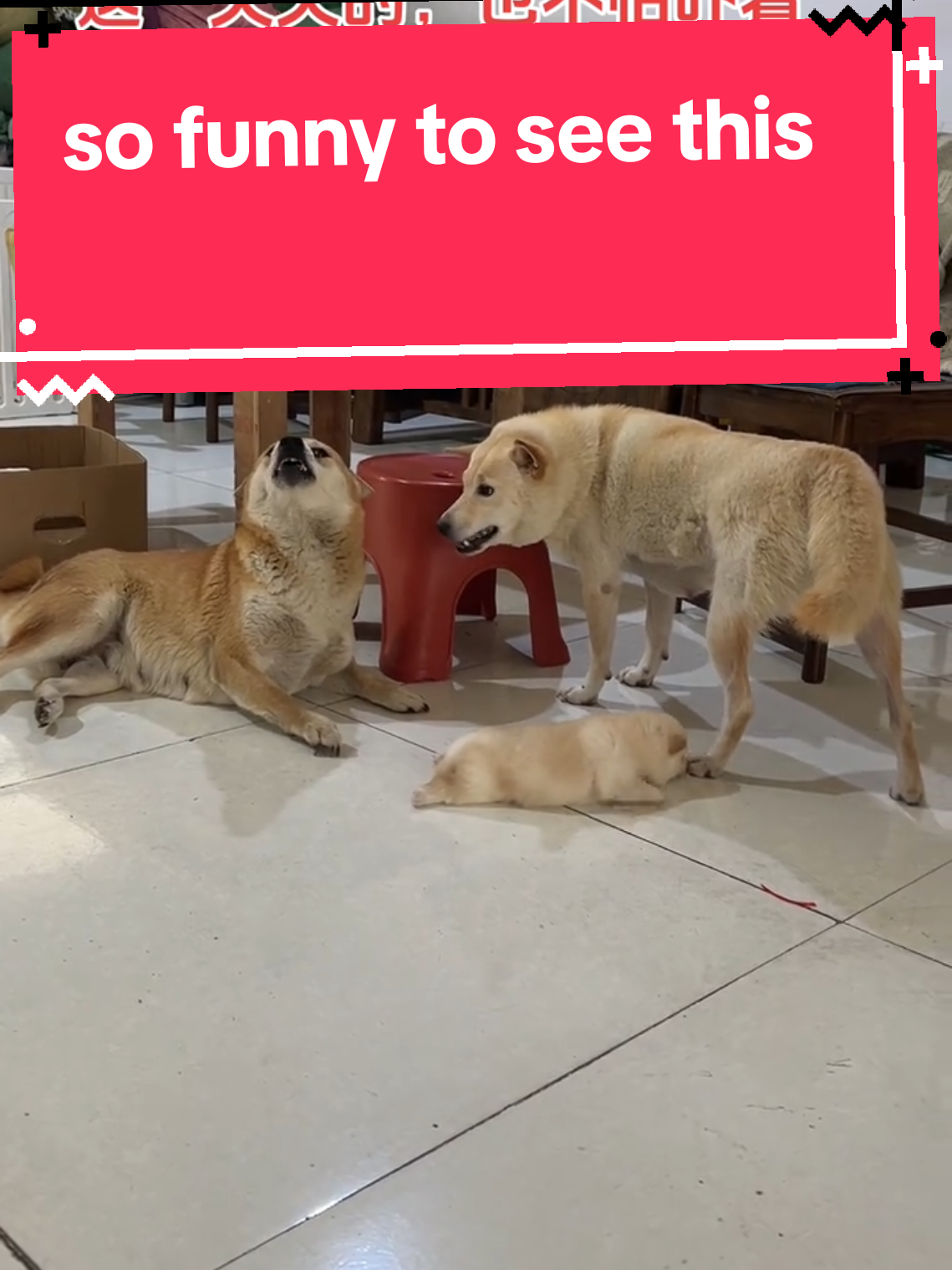 #fypage #pets #dog #catsoftiktok 