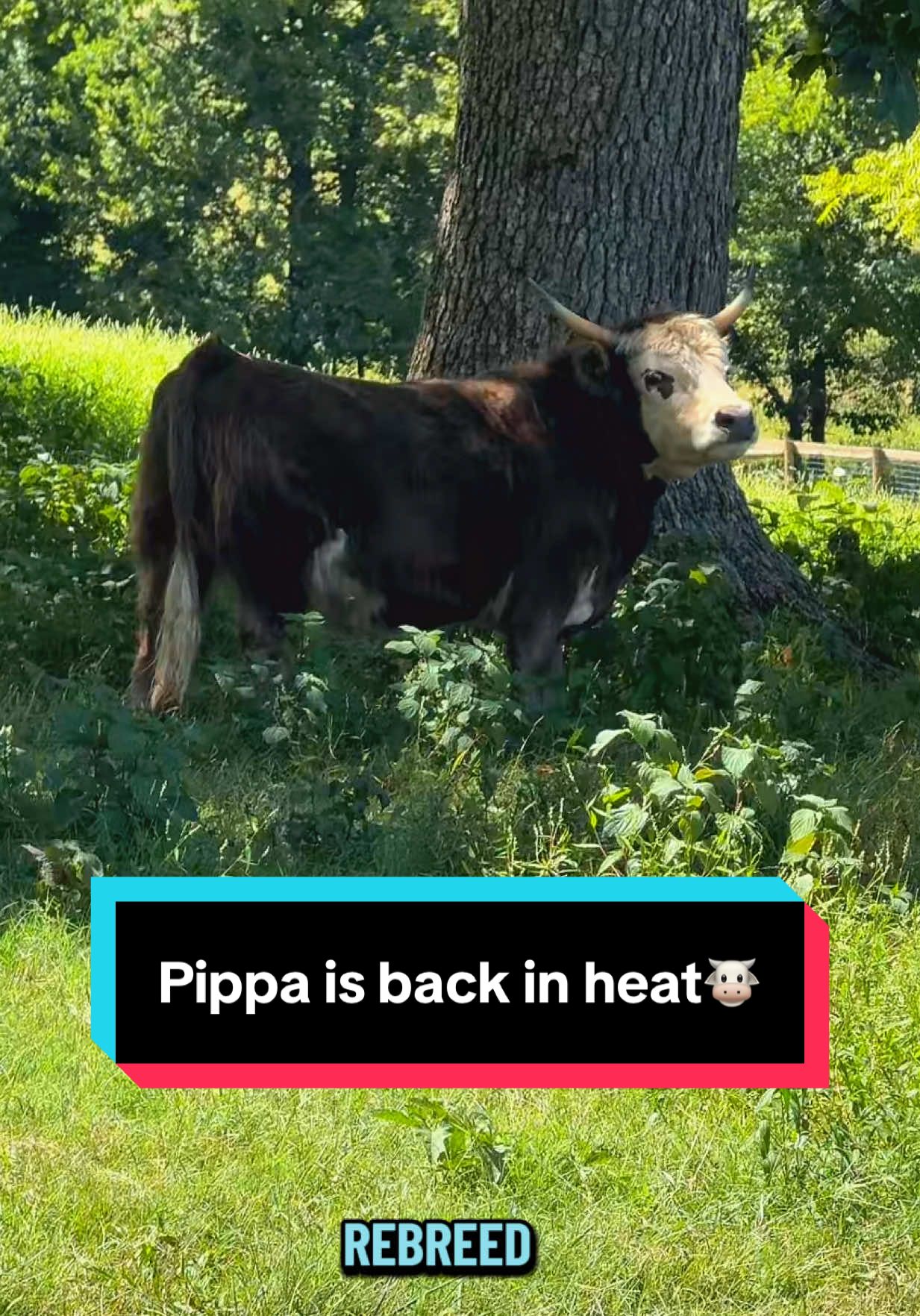 Pippa is back in heat🐮 #minicows #minicowsoftiktok 