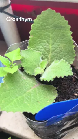 POROVI PARAOVI Le gros thym antillais, une plante aromatique incontournable des cuisines créoles 🌴✨ Ses feuilles charnues et parfumées relèvent plats, infusions et remèdes traditionnels. 🌿 #GrosThym #PlantesCréoles #PlantesAromatiques #SaveursDesÎles #JardinTropical