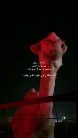 كيف ؟ #fyp #الابل #سعد_بن_جدلان 