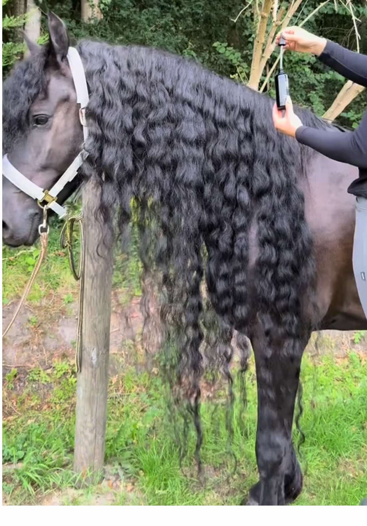 Chopped it all off and a vitamine shot🥰💚  #dreamhorse #hair #princesstreatment #hairtutorials #horsegirl #horsesoftiktok #horse #friesian #friesianhorse #stallion #tutorial #xyzabc #xyz 