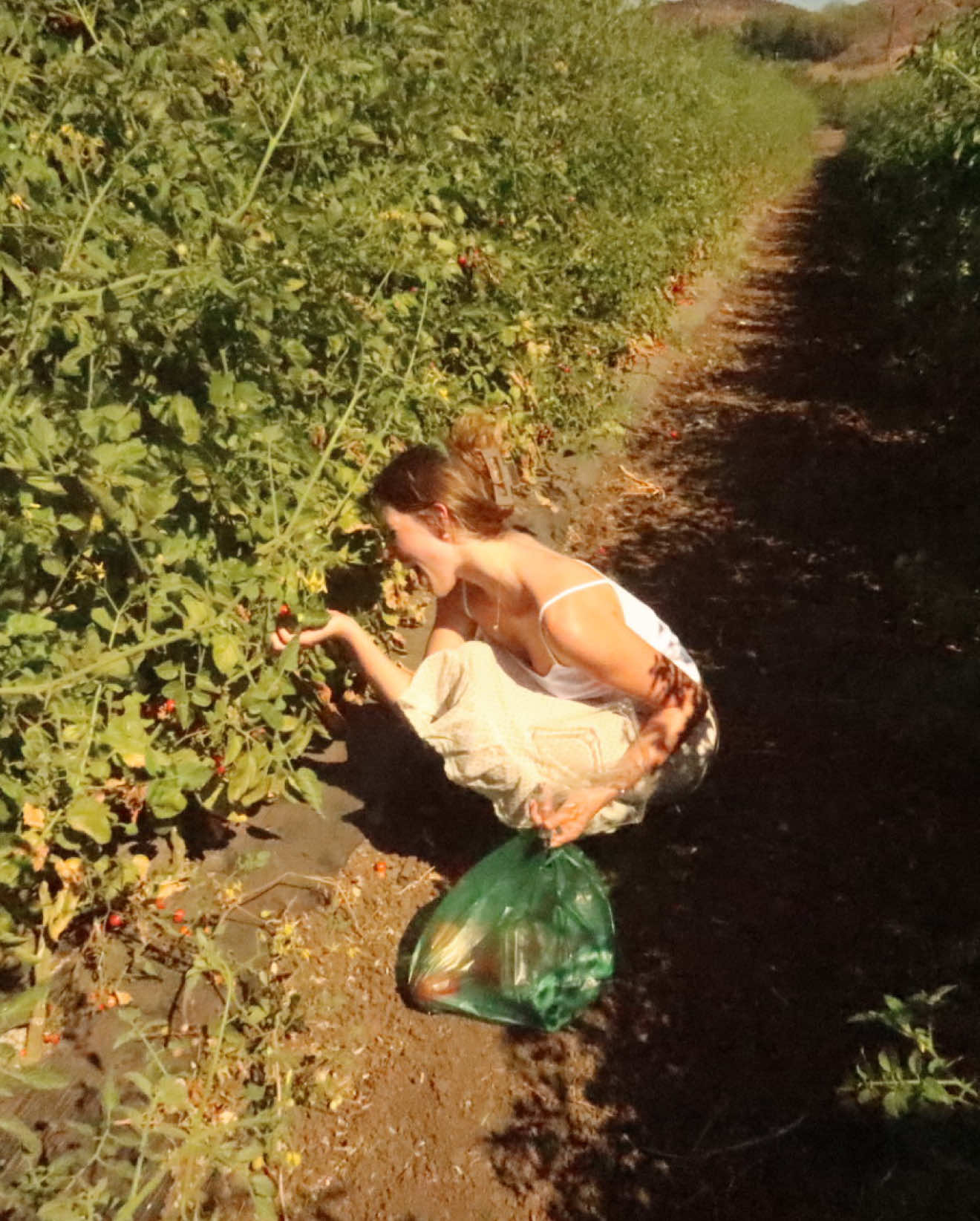 picked the yummies fruits and veg
