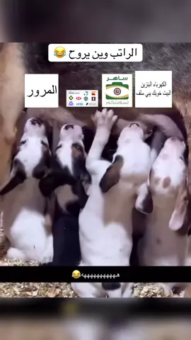 الراتب وين يروح #اكسبلور #ترند #تيك_توك #السعودية #الشعب_الصيني_ماله_حل😂😂 