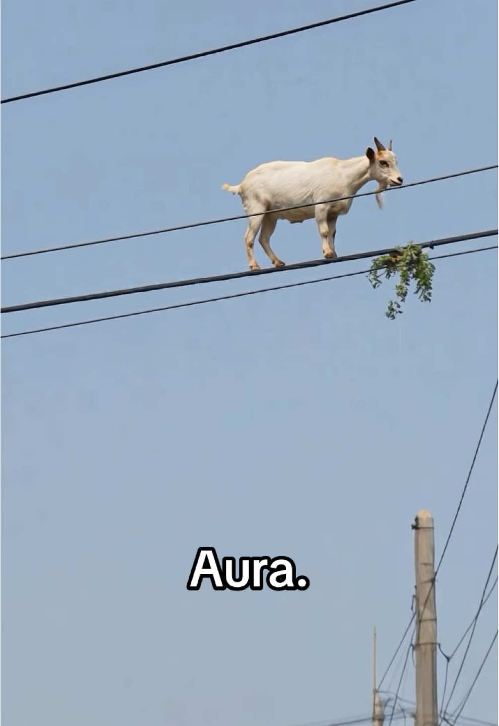 Baaaaaaaaa 🐐 #goat #animal #random #cool #shoutoutot (via unknown) 