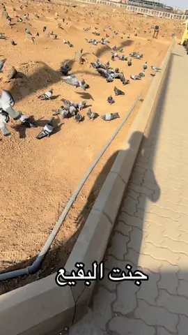 #albaqicemetery #JannatulBaqi #Madina #missu #foryou 