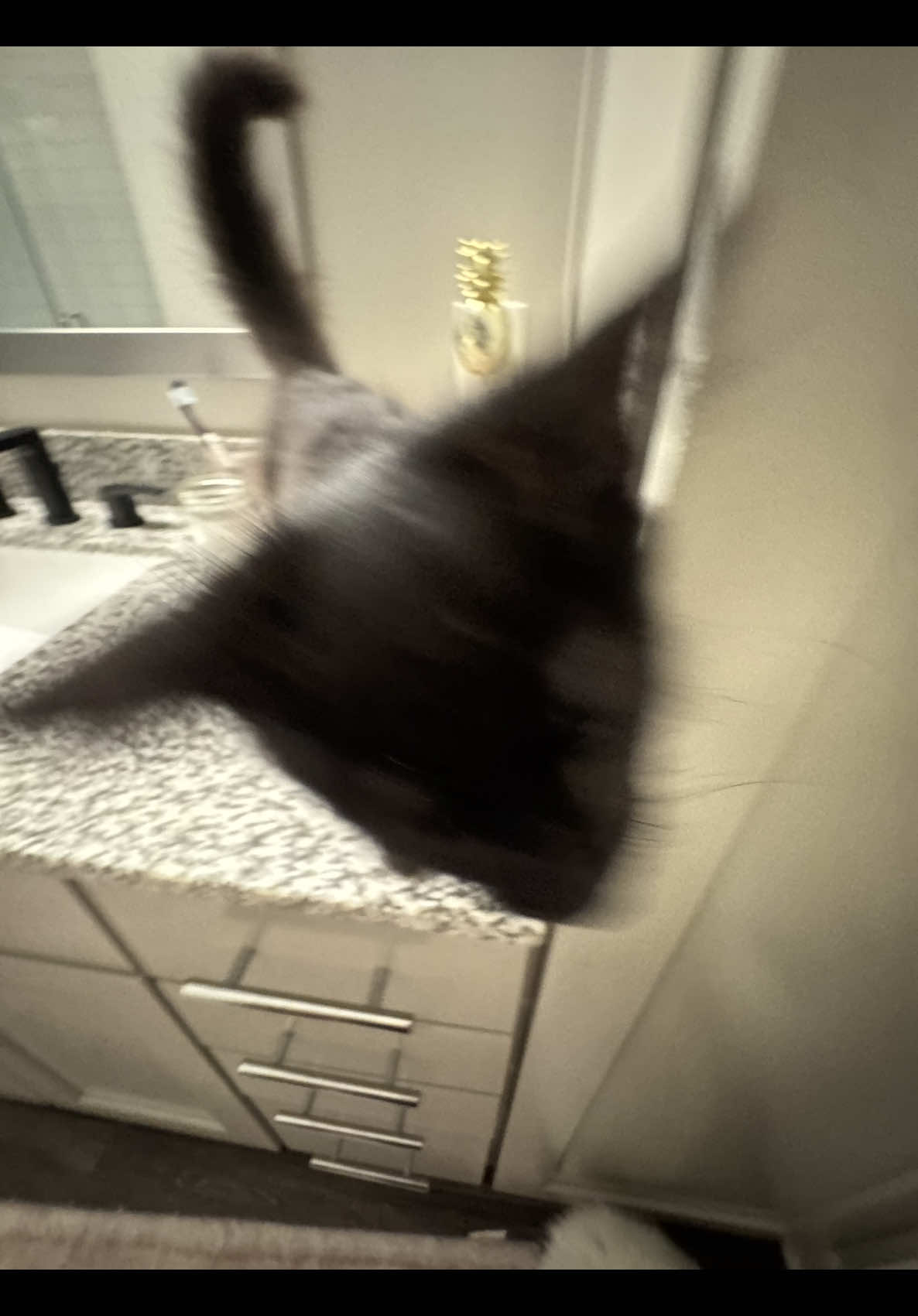 Just spinning around like he pays the rent #kitten #fyp