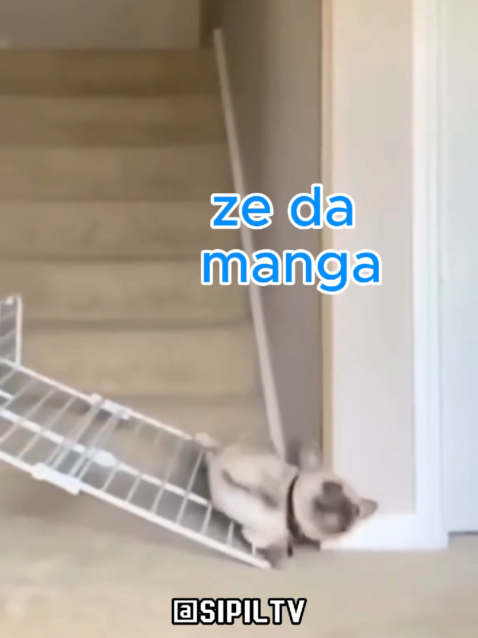 O cachorro voltando com medo do susto... kkkkkk #humortiktok 