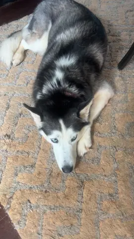 #fyp #huskylife 