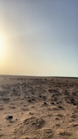 أنا ما يغويني مال❤️✌🏻#بنقردان_الحدود_الليبية_التونسية🇱🇾🇹🇳 #الابل_عطايا_الله_عشاق_البداوة_🐪😍 #الجزائر🇩🇿 #ليبيا_طرابلس🇱🇾🇱🇾🇱🇾 