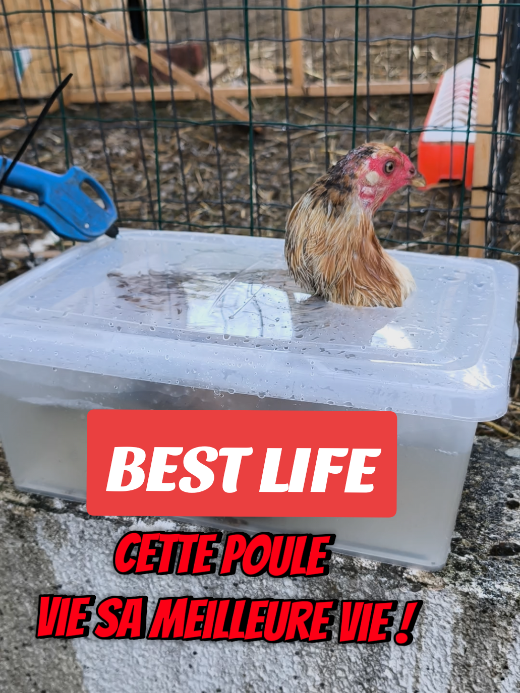 Cette poule vit sa meilleure vie ! #poules2brou #poules #poulailler 