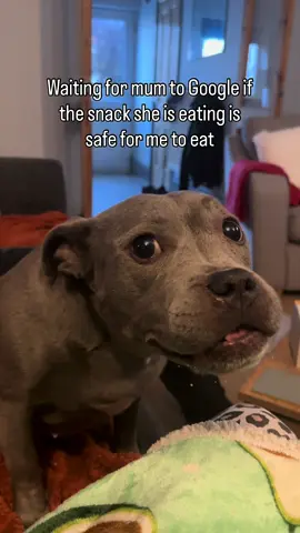 Most of the time it’s a yes 👀 #staffordshirebullterrier #rescuedog #bluestaffy #puppy #dogeating 