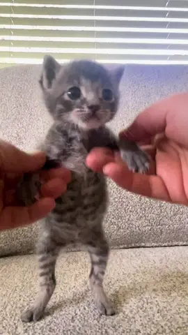 #cat #catsoftiktok #cats #catlover #cars 