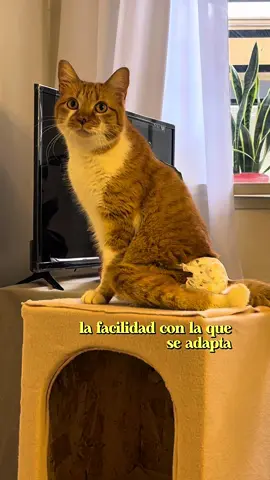 En esta casa no mando yo… manda Michita. Por eso su rascador fue diseñado 100% a su medida, por los chicos de @Moli Castillos así queeeeee modelo nuevo especial Michita 🥰 obvio… ya se adueñó. Es su nuevo trono.  Y vos, ¿también sos empleado full time de tu michi cada vez que se acerca al rascador? 👇🏻🙃 #GatoJefe #VidaDeMichi #HumorGatuno #DueñosDeGatos #juguetesparagatos 