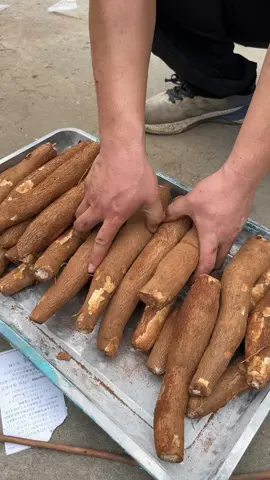 Cassava peeling machine